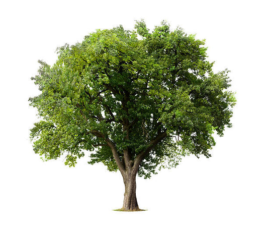 Baum pflanzen